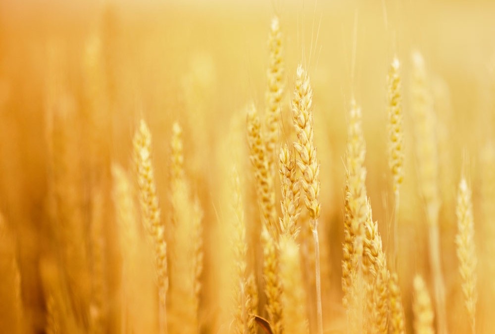 Camp meeting 2015 was a blessing “The Relief&nbsp;Work”